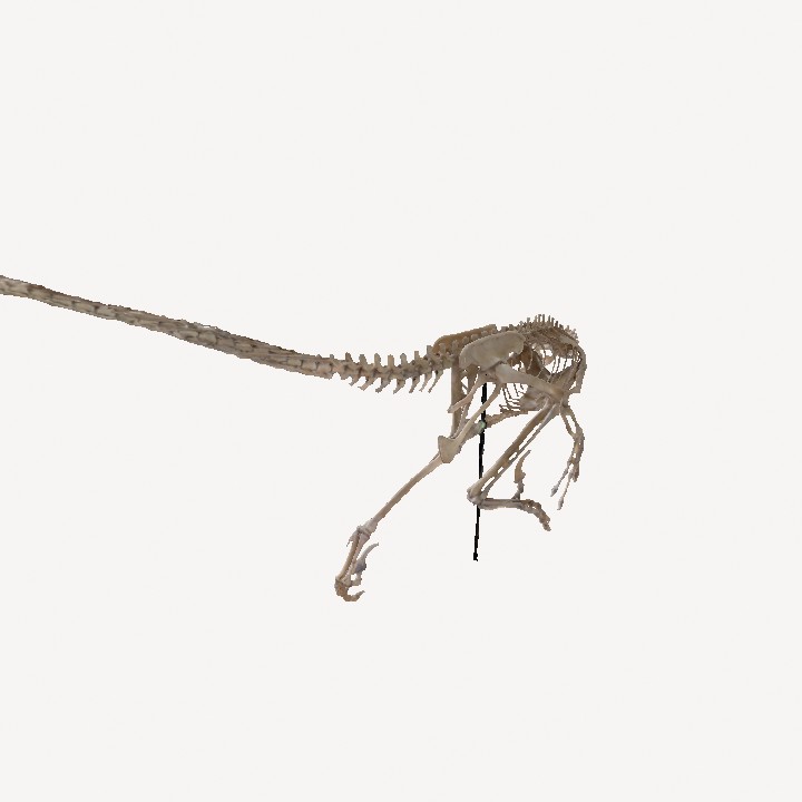 Velociraptor  3D Model