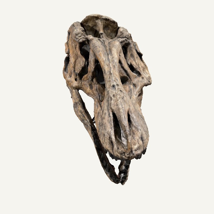 t-rex skull 3D Model