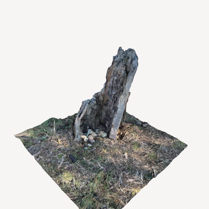 Stump - Download Free 3D Model on Polycam