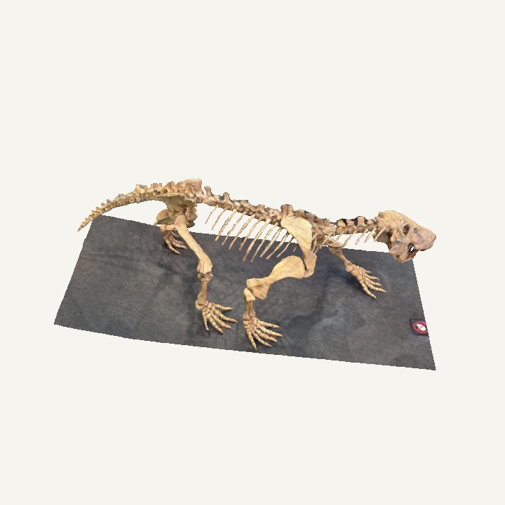 Inostrancevia Dinosaur fossil cast 3D Model