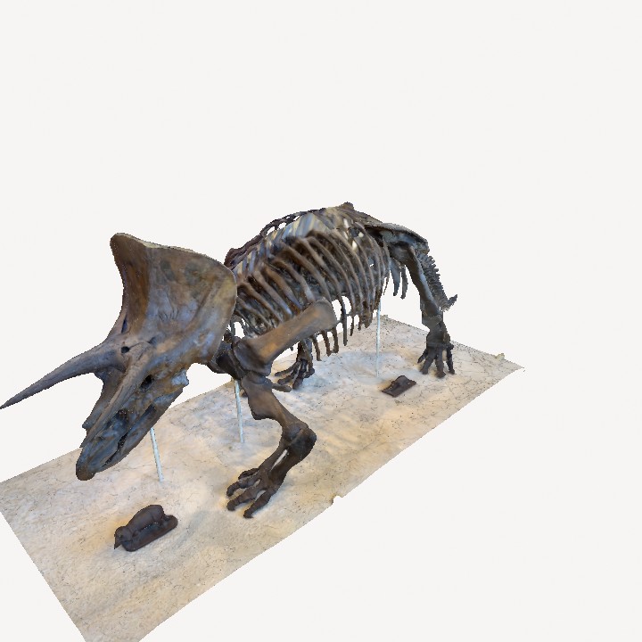 Triceratops skeleton, 65-million-year-old, visible injury on the side of the skull, American Museum of Natural History, New York USA 3D Model